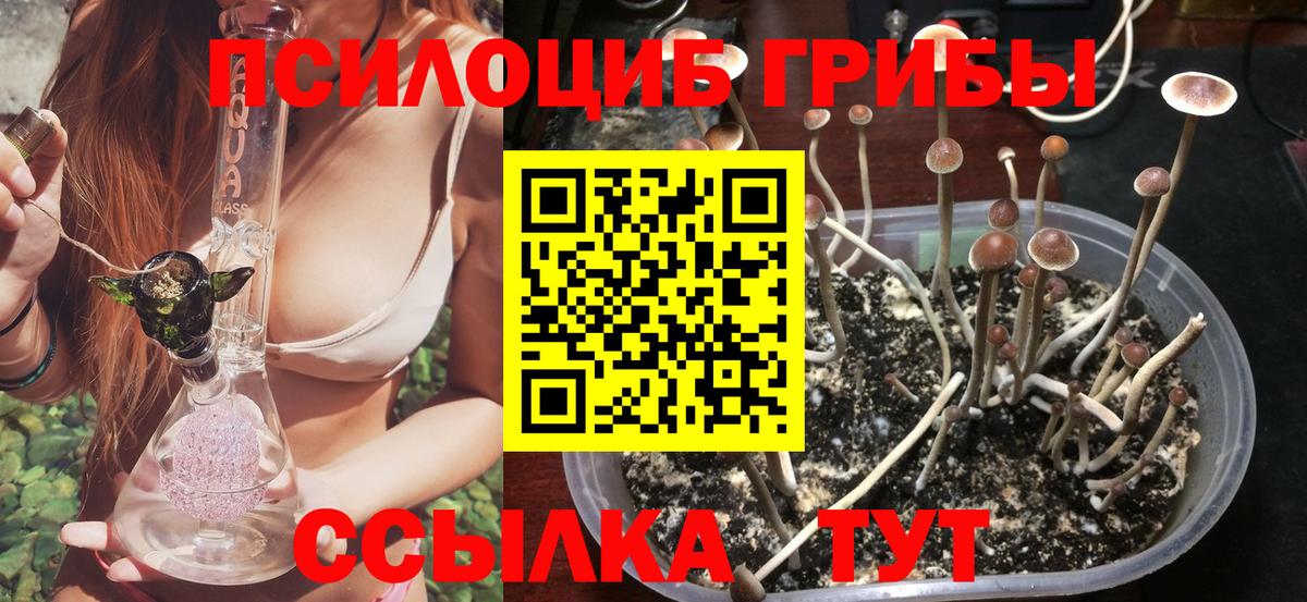 Псилоцибиновые грибы мицелий Сегежа